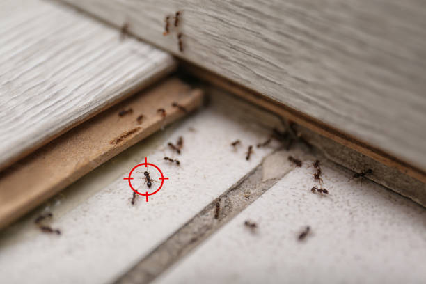 Best Local Pest Control Services  in Rutledge, GA