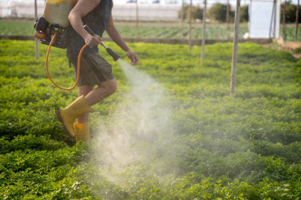 Best Ant Control Services  in Rutledge, GA