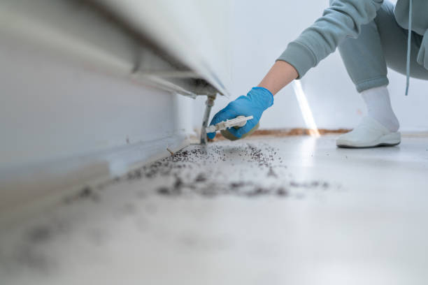 Trusted Rutledge, GA Pest Control Experts